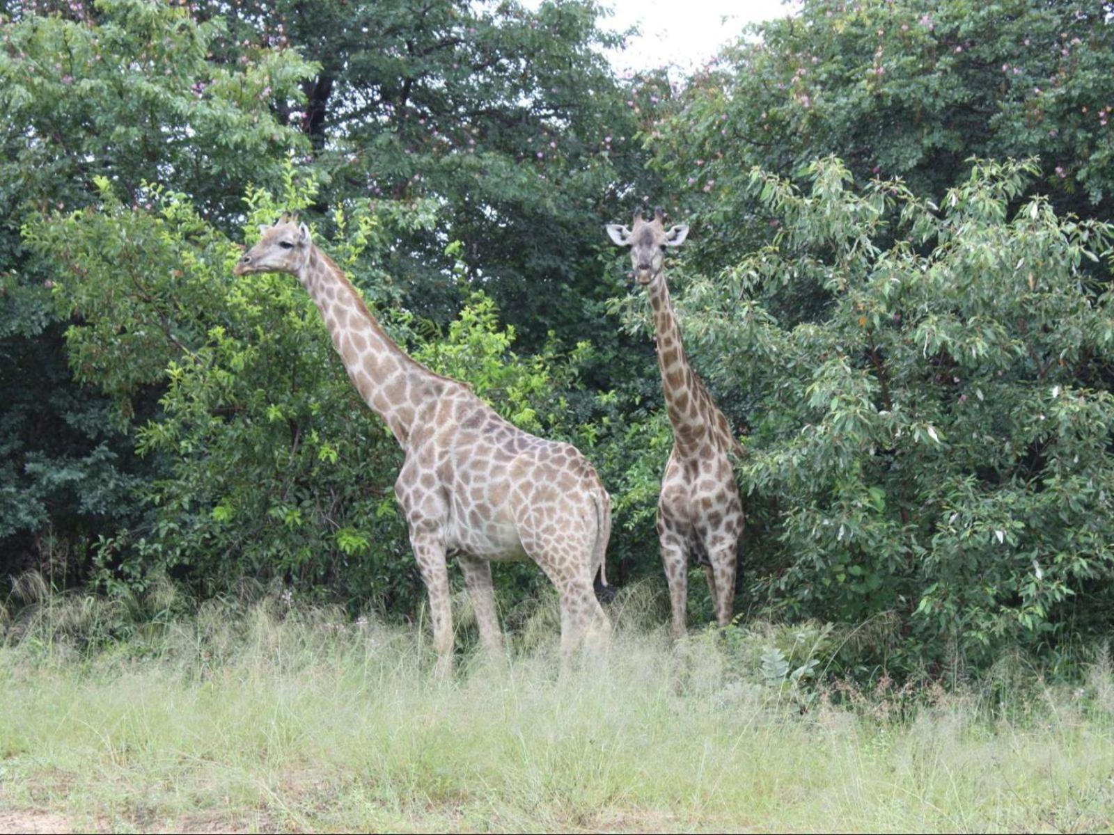Nxabii Cottages Kasane Exterior foto